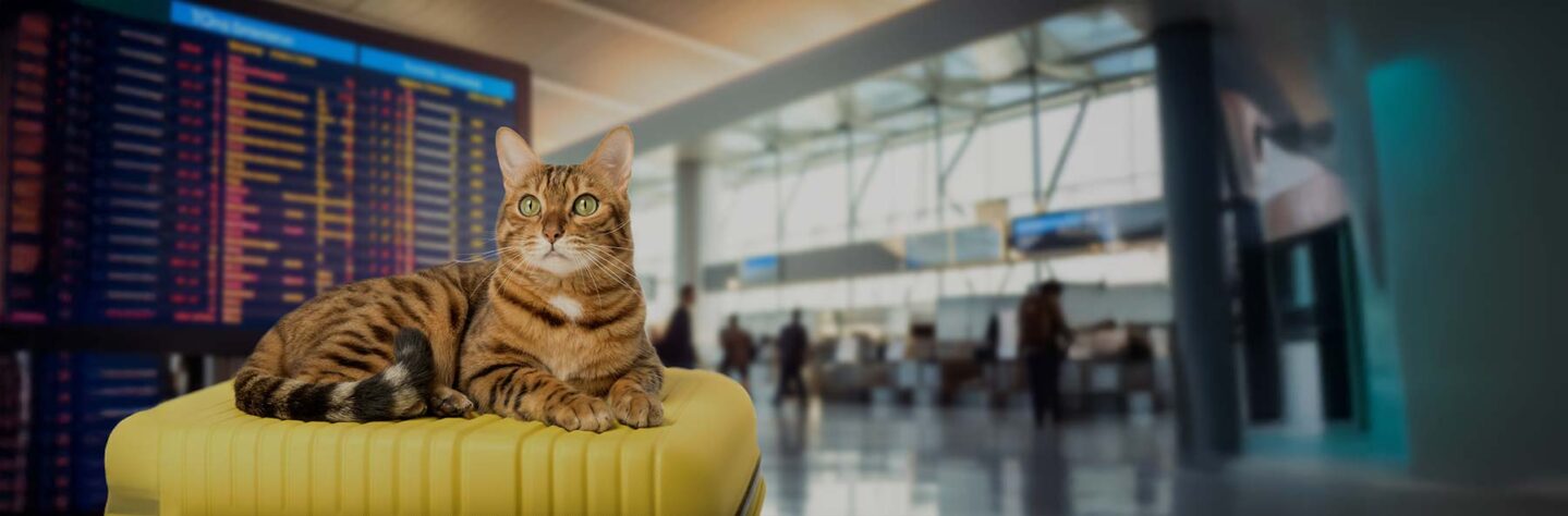 Can You Bring Cats on a Plane?