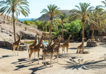 Attractions in Fuerteventura