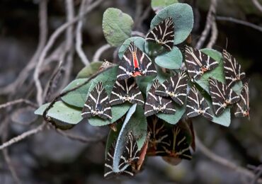 Rodos Adası’na Nasıl Gidilir? Rodos Gezilecek Yerler