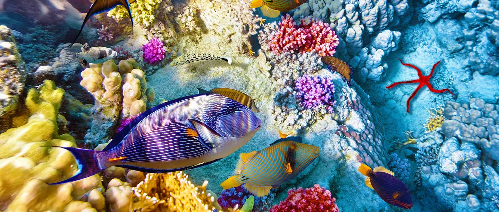 Attractions in Sharm El Sheikh
