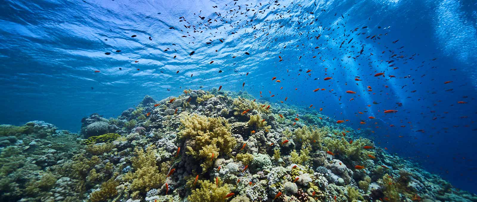 Ayın Destinasyonu: Sharm El Sheikh