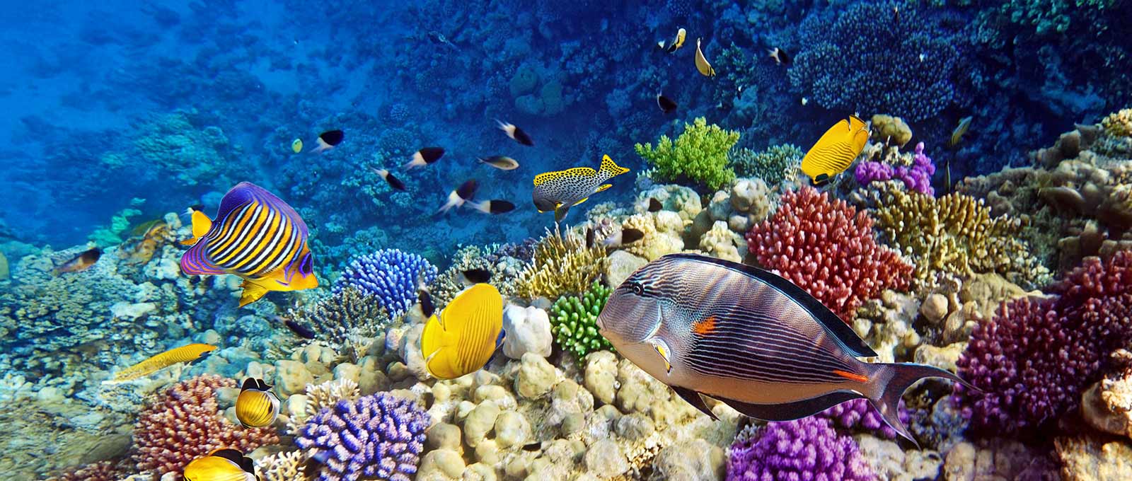 Tauchen in Sharm El-Sheikh &#8211; Die besten Tauchspots