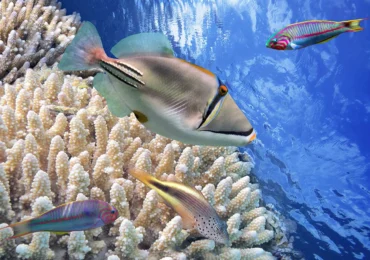Ayın Destinasyonu: Marsa Alam