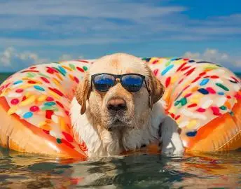 Flying with a dog: How to travel with your pet