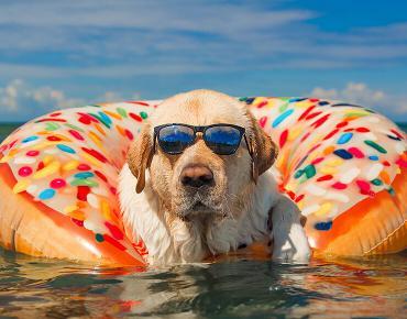 Flying with a dog: How to travel with your pet