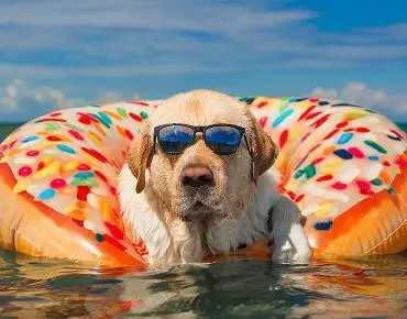 Flying with a dog: How to travel with your pet