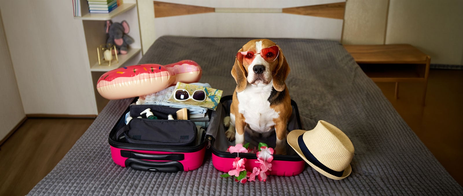 Flying with a dog: How to travel with your pet